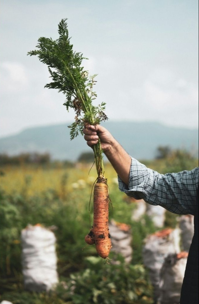 alma_cws-lifestyle-collage-1-1